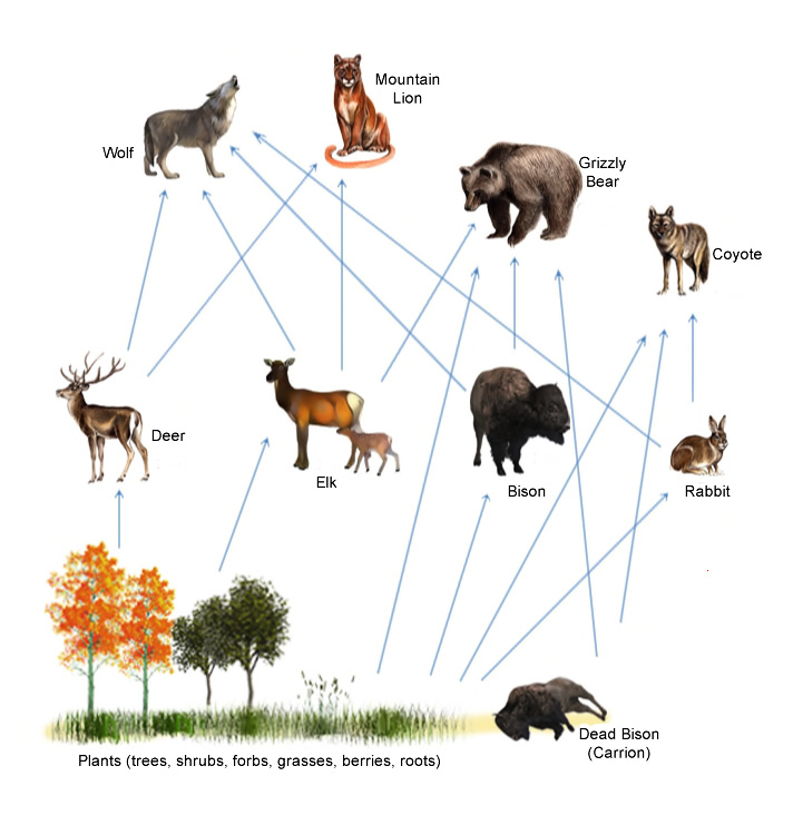 wolf-food-web